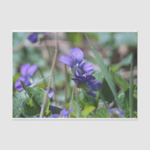 Papel De Seda Violetas selvagens