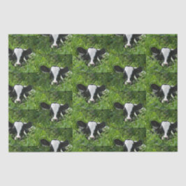 Papel De Seda Vitelo Holstein, Fazenda Ocidental, Em Grama