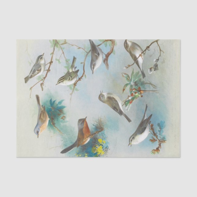 Papel De Seda Warbler e Wrens, (Frente )
