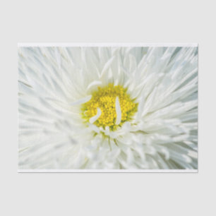 Papel De Seda White English Daisy Flower
