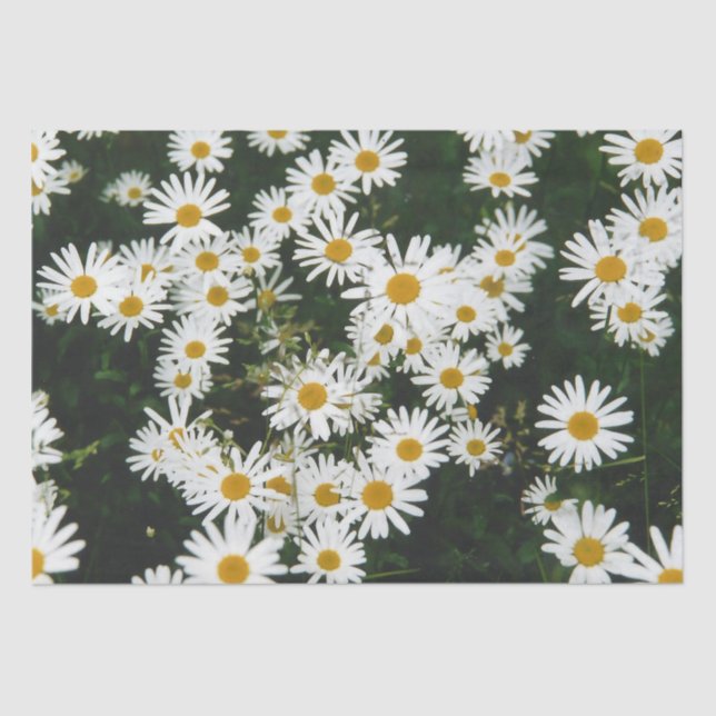 Papel De Seda White Oxeye Daisy Meadow (Frente )