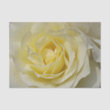White Rose - Livro