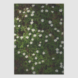 Papel De Seda White spring flowers in woodland