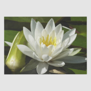 Papel De Seda White Waterlily e Bud Floral