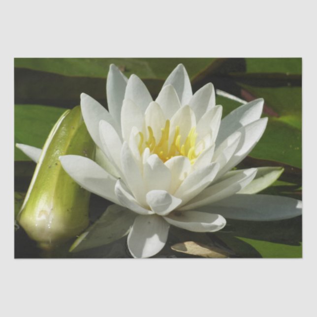 Papel De Seda White Waterlily e Bud Floral (Frente )