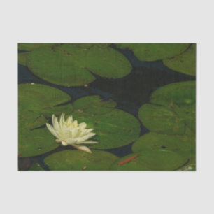 Papel De Seda White Waterlily I Peaceful Floral Fotografia