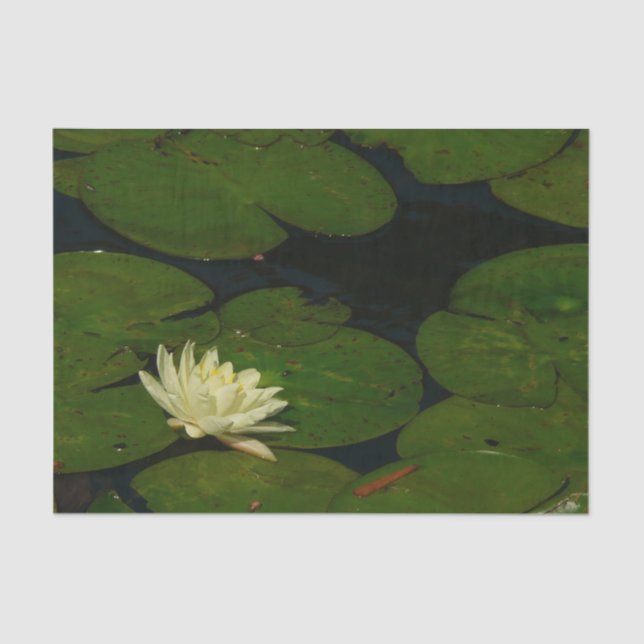 Papel De Seda White Waterlily I Peaceful Floral Fotografia (Frente )