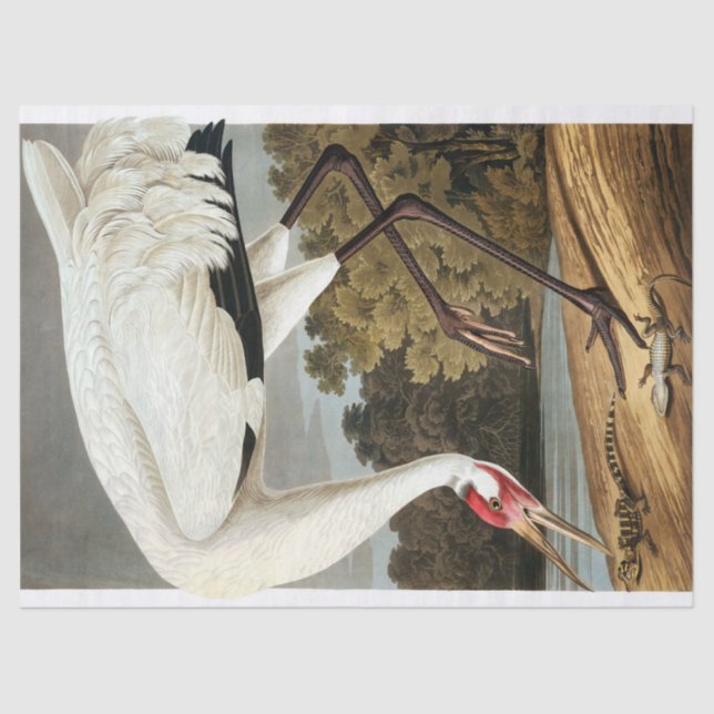 Papel De Seda Whooping Crane de John James Audubon (Frente )