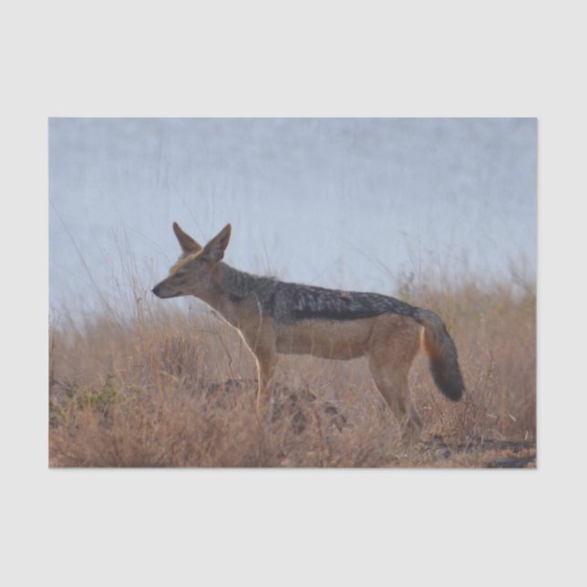 Papel De Seda Wild Jackal (Frente )