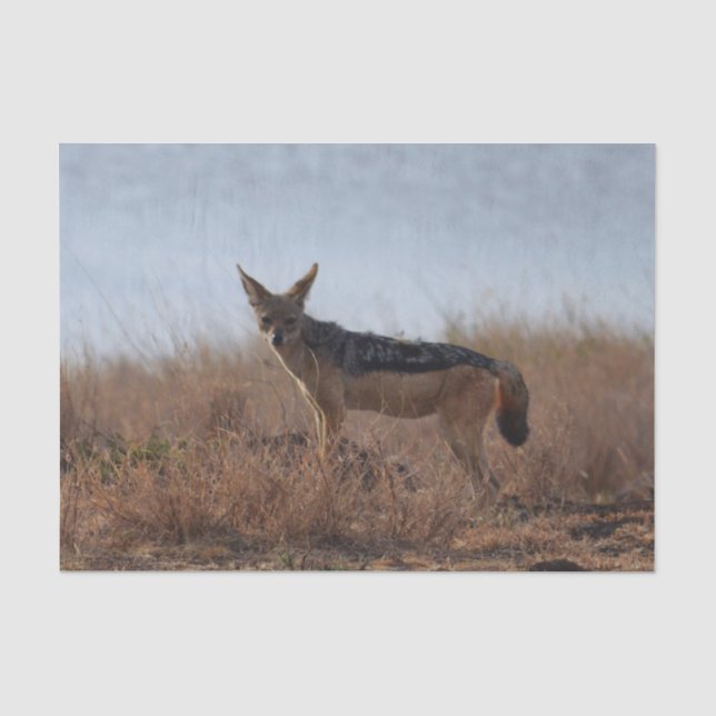Papel De Seda Wild Jackal (Frente )