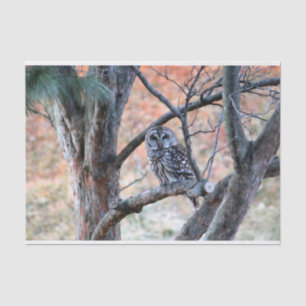 Papel De Seda Wildlife Barred Owl Tree Photo