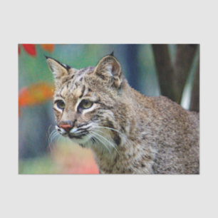 Papel De Seda Wildlife Bobcat Photo