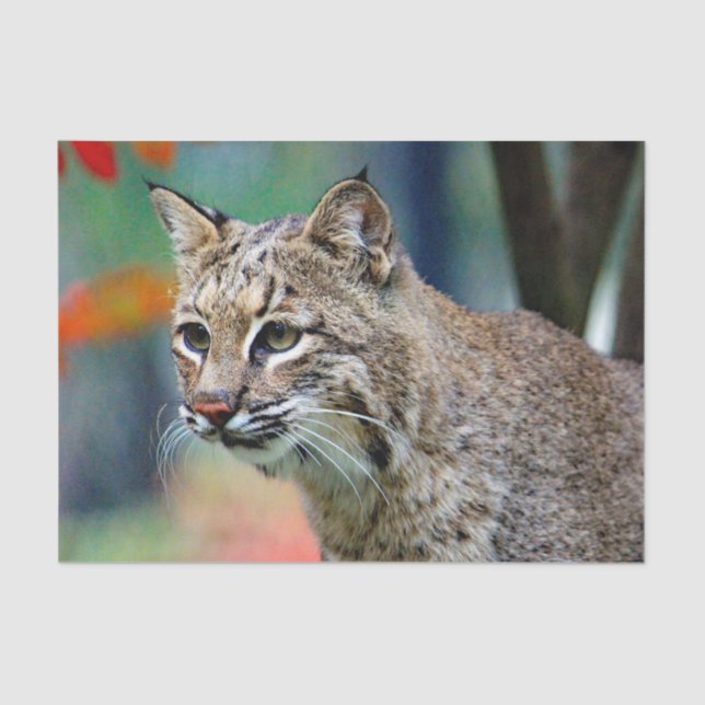 Papel De Seda Wildlife Bobcat Photo (Frente )