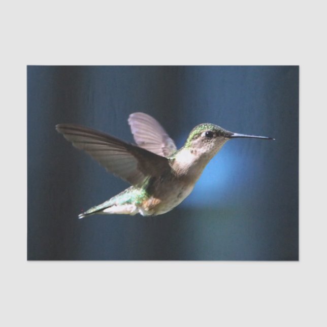 Papel De Seda Wildlife Hummingbird Foto (Frente )