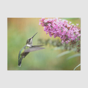 Papel De Seda Wildlife Hummingbird Foto Floral
