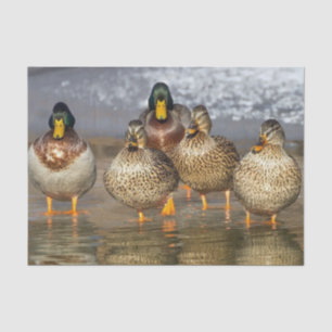 Papel De Seda Wildlife Mallard Ducks Foto