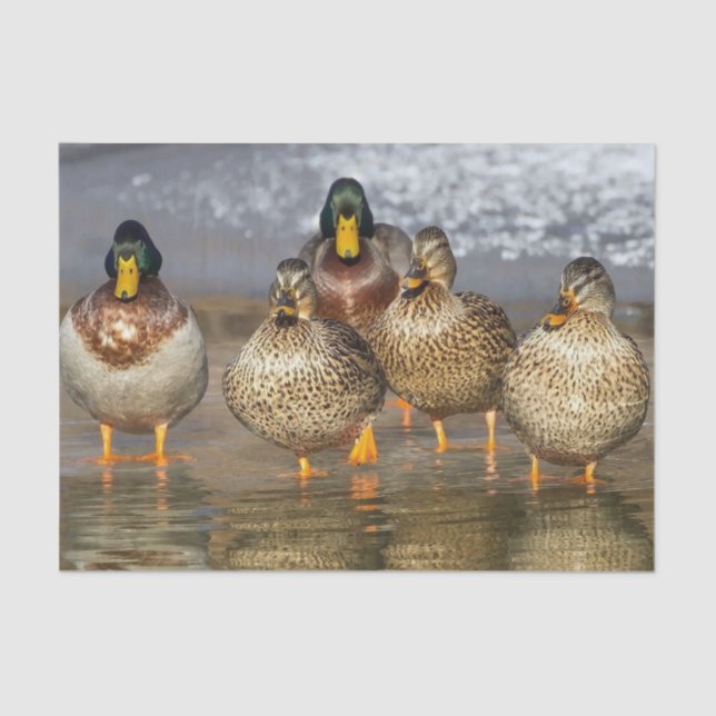 Papel De Seda Wildlife Mallard Ducks Foto (Frente )