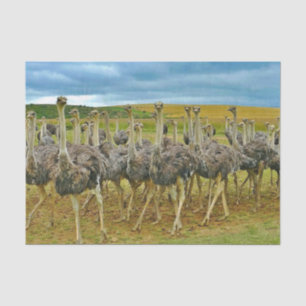 Papel De Seda Wildlife Ostrich Flock Photo
