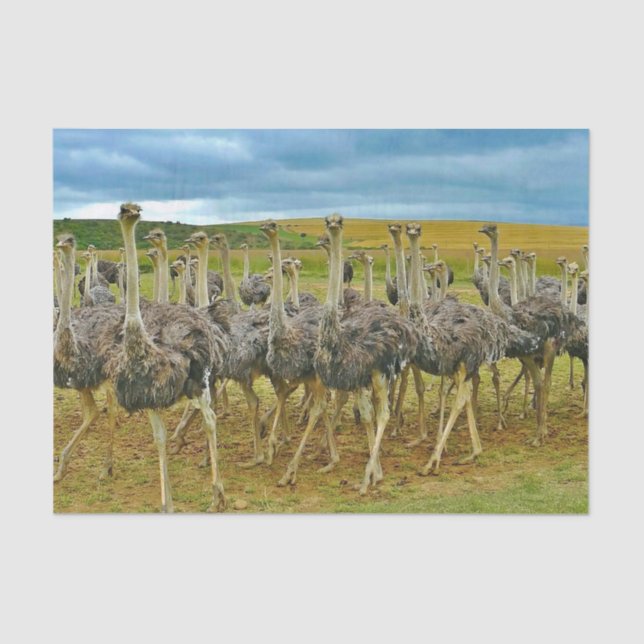 Papel De Seda Wildlife Ostrich Flock Photo (Frente )