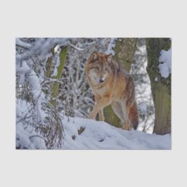 Papel De Seda Wildlife Wolf Snow Foto
