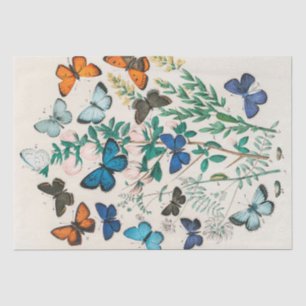 Papel De Seda William Kirby Borboletas e mariposas europeias .