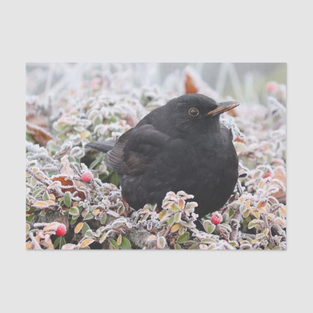 Papel De Seda Winter Blackbird (Frente )
