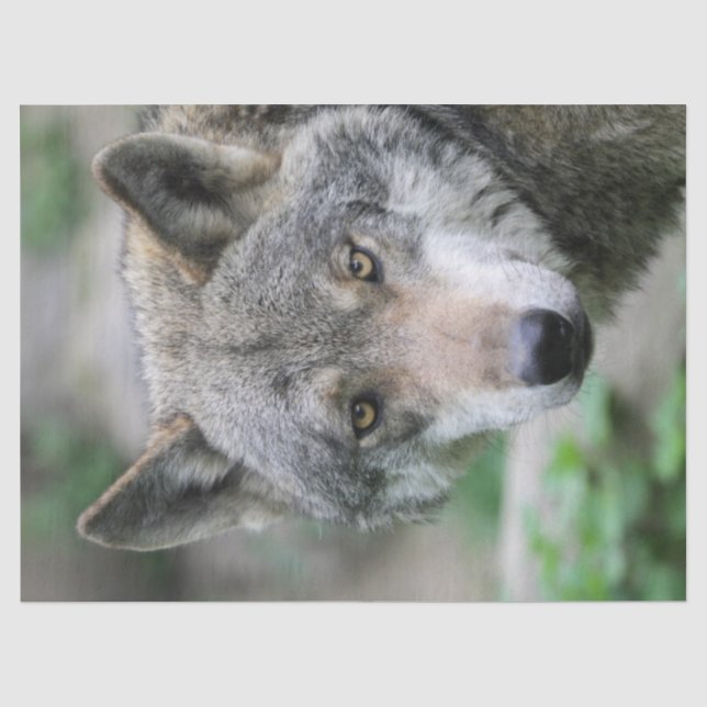 Papel De Seda Wolf_011 (Frente )