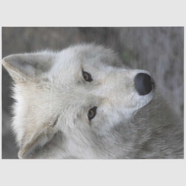 Papel De Seda Wolf_015 (Frente )