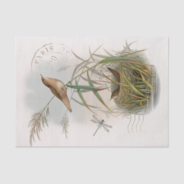 Papel De Seda Wren Bird Nest Dragonfly Postmark Francês (Frente )