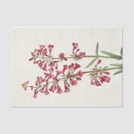 Papel De Seda Wright Pentlemon por Mary Vaux Walcott