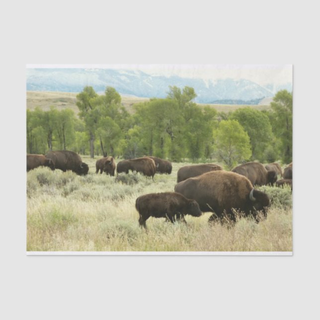 Papel De Seda Wyoming Bison Nature (Frente )