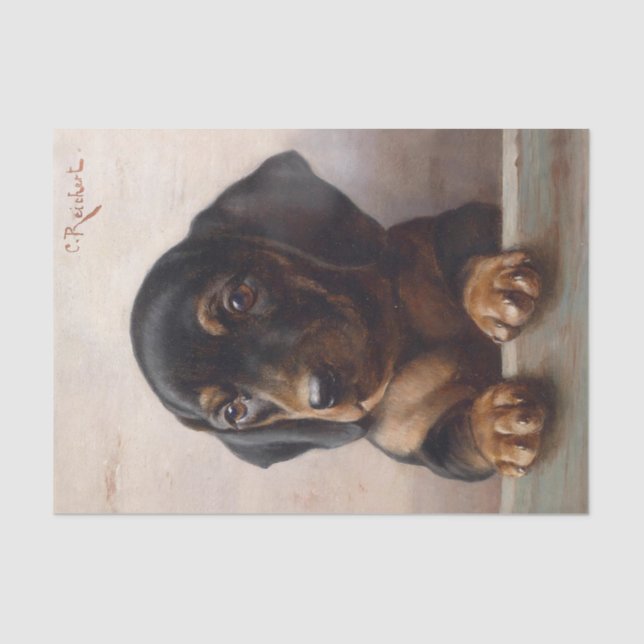 Papel De Seda Young Dachshund por Carl Reichert (Frente )