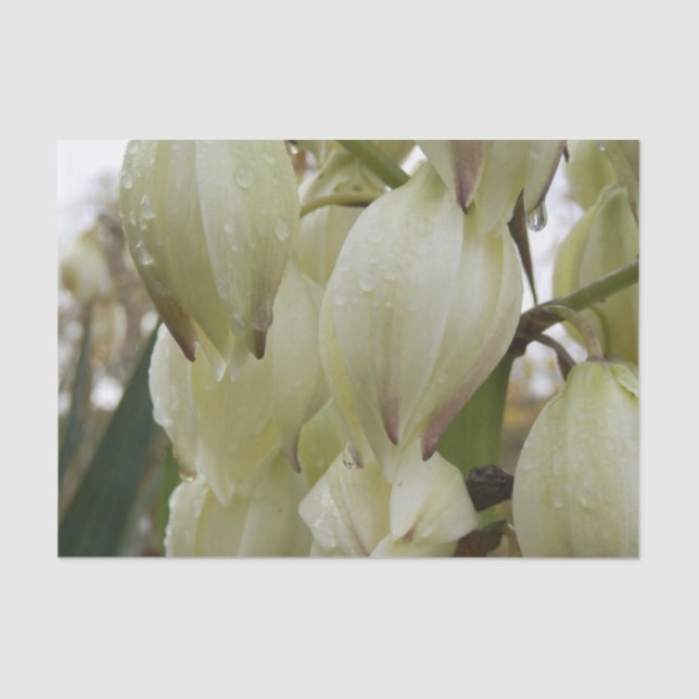 Papel De Seda Yucca Plant  (Frente )