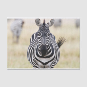 Papel De Seda Zebra olhando para você
