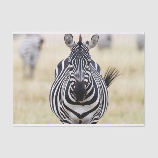 Papel De Seda Zebra olhando para você (Frente )