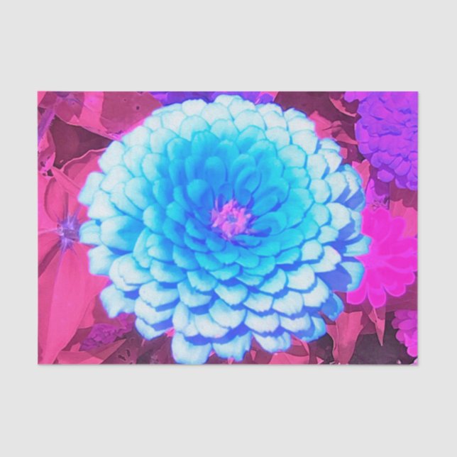 Papel De Seda Zinnia Azul bonito no Jardim de Verão Roxo (Frente )