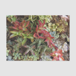 Papel de Tecido Bem-Suculto