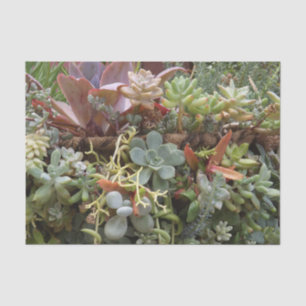 Papel de Tecido Bem-Suculto