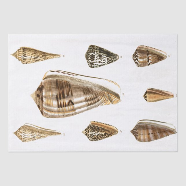 Papel de Tecido de Concha Vintage (Frente )