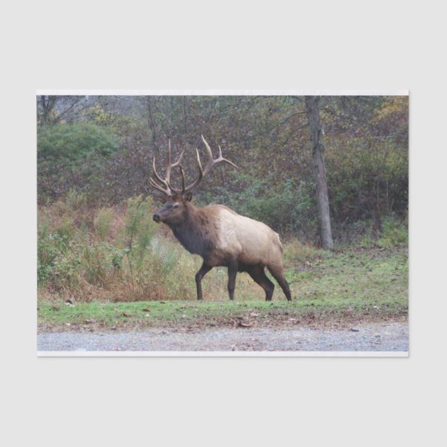 Papel de Tecido Elk (Frente )