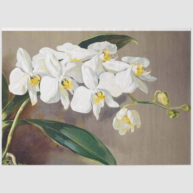 Papel de Tecido Floral de Orquídeas Tropicais (Frente )