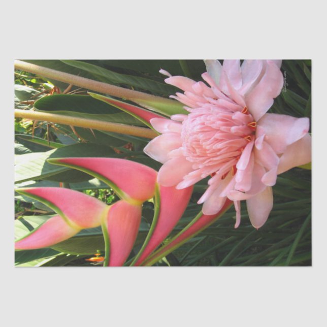 Papel de Tecido Heliconia Ginger-Rosa (Frente )
