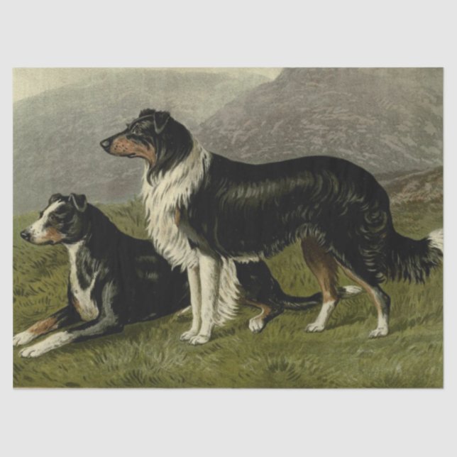 Papel de Tecido Vintage Sheepdog (Frente )