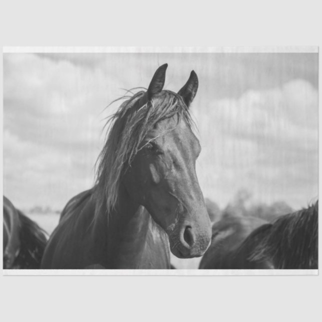 papel de tecidos de cabeça de cavalo (Frente )