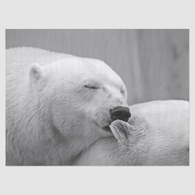 papel de tecidos de ursos polares (Frente )