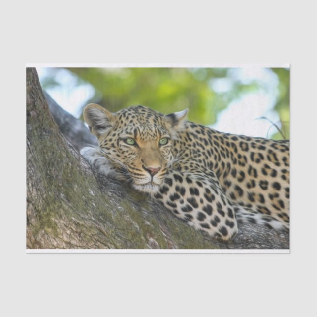 papel de tecidos-leopardo de árvores (Frente )