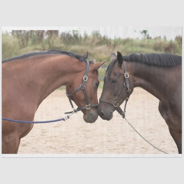 papel de tecidos por amor de cavalo (Frente )