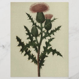 Papel de Thiste das Flores e Ferns da América