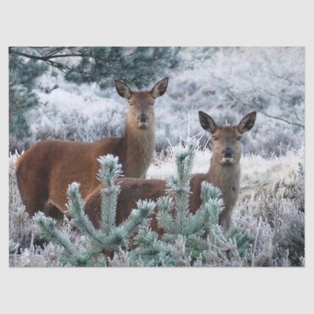 papel de veados de curiosidade (Frente )