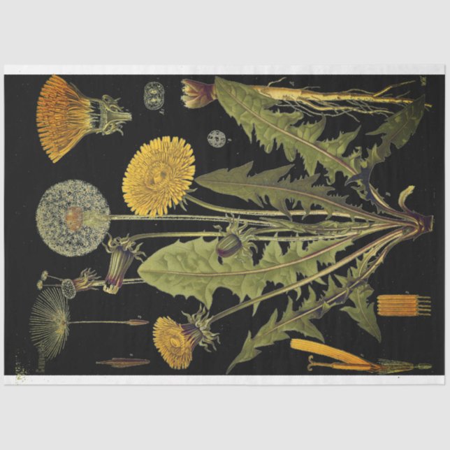 Papel Decoupae de Mobiliário de Diluição (Frente )